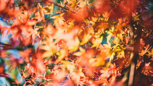 Close-up of maple leaves on tree