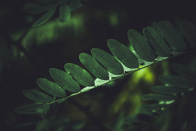 Close-up of fresh green leaves