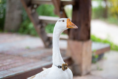 Close-up of a bird