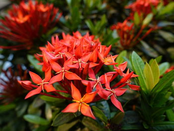 Close-up of red flowering plant