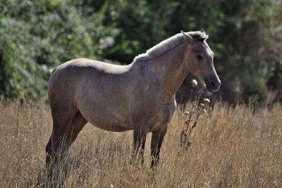 Horses grazing on the meadow