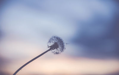 Close-up of flower against sky