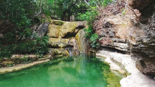 Scenic view of waterfall in forest