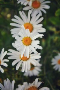 Close-up of white daisy flowers