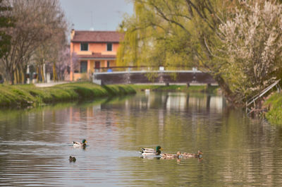 Ducks swimming in a lake