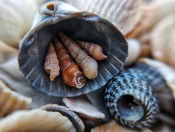 High angle view of shells