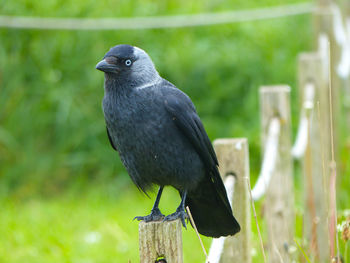 Close-up of bird perching on wooden post