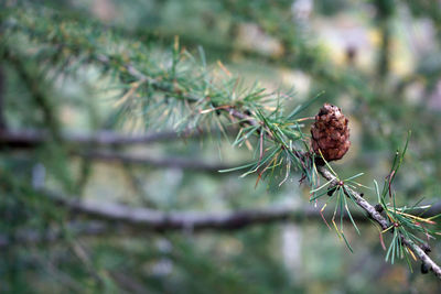 Close-up of berries growing on tree