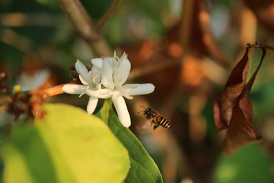 Close-up of insect on white flowering plant