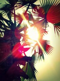 Low angle view of palm tree against bright sun