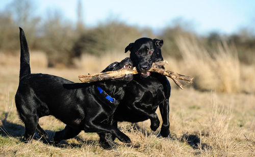 Black labrador retriever dog carrying stem on field