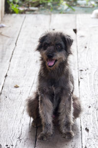 Dog standing on footpath