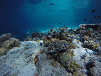 Fish swimming in sea
