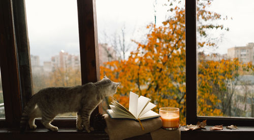 Cute cat with cozy autumn still life