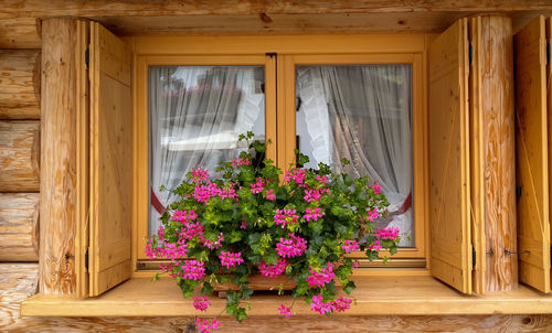 Pink flowering plants against window