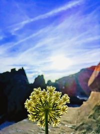 Close-up of yellow flowering plant against sky