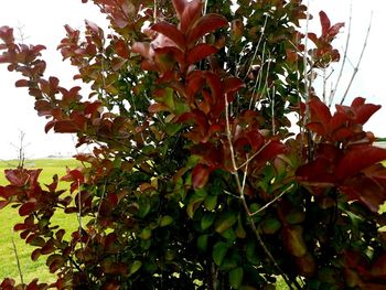 Low angle view of leaves on tree