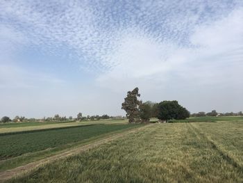 Scenic view of agricultural field against sky