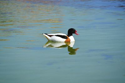 Two ducks swimming in lake