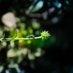 Close-up of insect on plant