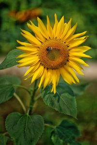 Close-up of sunflower