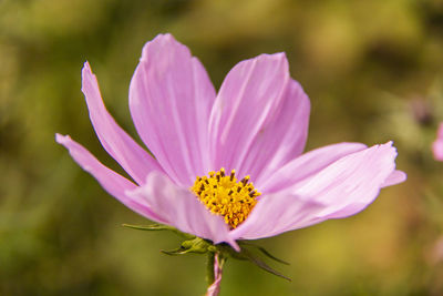 Close-up of pink cosmos flower