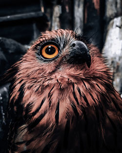 Close-up portrait of a bird