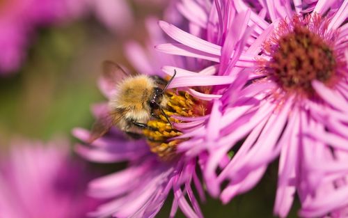 Close-up of bee pollinating on pink flower