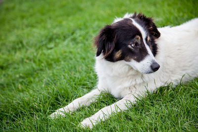 Puppy sitting on grass