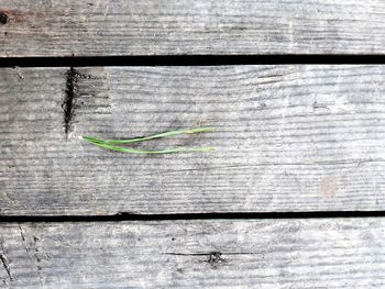 High angle view of wooden plank