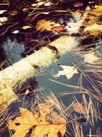 High angle view of dry leaf in water