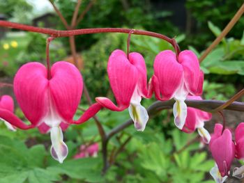 Close-up of pink flowers