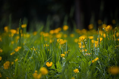 Close-up of yellow flowering plants on field