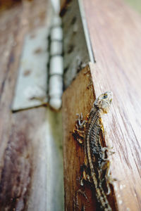 High angle view of insect on wood