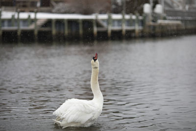 White swan swimming in lake