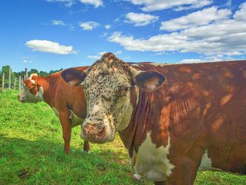 Cows on grassy field against sky