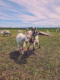 Flock of sheep on field