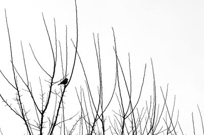 Low angle view of eagle flying against clear sky