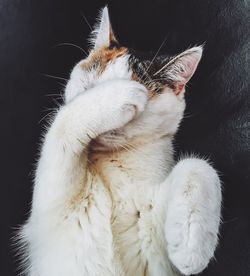 Close-up of cat