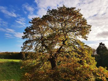 Tree on landscape against sky