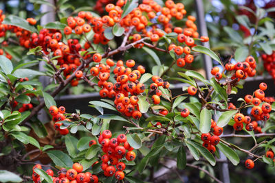 Close-up of red berries on tree