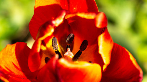 Close-up of red tulip