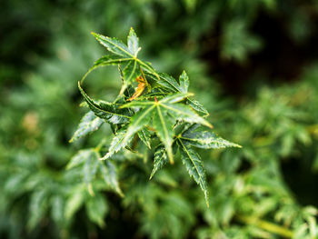 Close-up of insect on plant