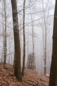 Trees in forest during winter