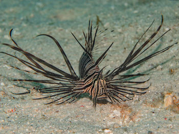 reef