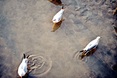 High angle view of duck swimming in lake