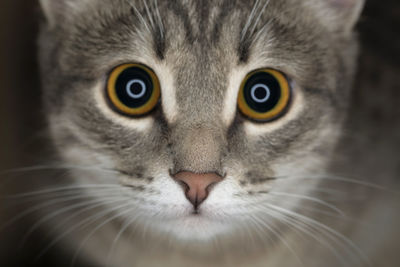 Cute tabby cat with yellow eyes and long whiskers looks at camera with a sweet expression. 
