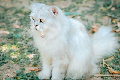 White cat looking away