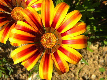 Close-up of yellow flower