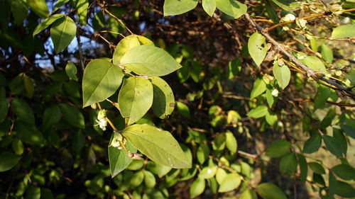 Close-up of winter honeysuckle leaves and buds in the sun